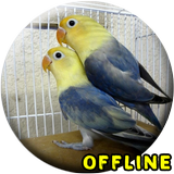 Suara Burung Lovebird Kawin MP icône