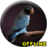 Masteran Lovebird Paud Ngekek Panjang MP3 simgesi