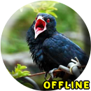 Jalak Kebo Gacor MP3 APK