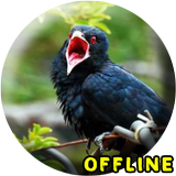 Jalak Kebo Gacor MP3 Zeichen