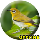 Master Pleci Gacor MP3 APK