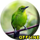 Suara Burung Cucak Ijo MP3 APK
