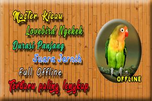 Masteran Lovebird Ngekek Panja Affiche