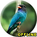 Suara Burung Tengkek Buto MP3 simgesi