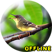 Suara Burung Ciblek Gacor MP3