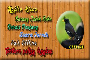 Suara Burung Jalak Kebo MP3 capture d'écran 2