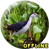 Suara Burung Ruak Ruak MP3 simgesi