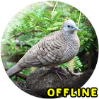 Suara Burung Tekukur MP3 icône