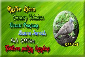 Suara Burung Tekukur MP3 Cartaz