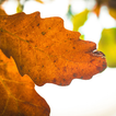 ”Autumn Live Wallpaper 2014