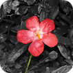 Color Splash Photo Editor