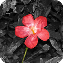 Color Splash Photo Editor APK