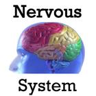nervous system anatomy icône