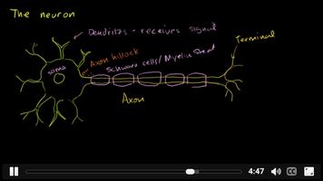 nervous system anatomy capture d'écran 1