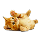 Cute Kittens HD icône