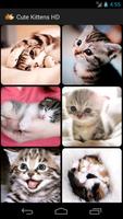 Cute Kittens HD Affiche