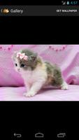 Cute Kittens HD imagem de tela 1