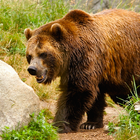 Bear Hunter 2015 icône