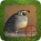 Dove Hunting icône