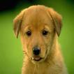 Animal Sounds