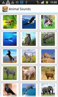 Animal Sounds poster