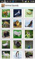 Animal Sounds screenshot 1