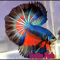 New Betta Fish
