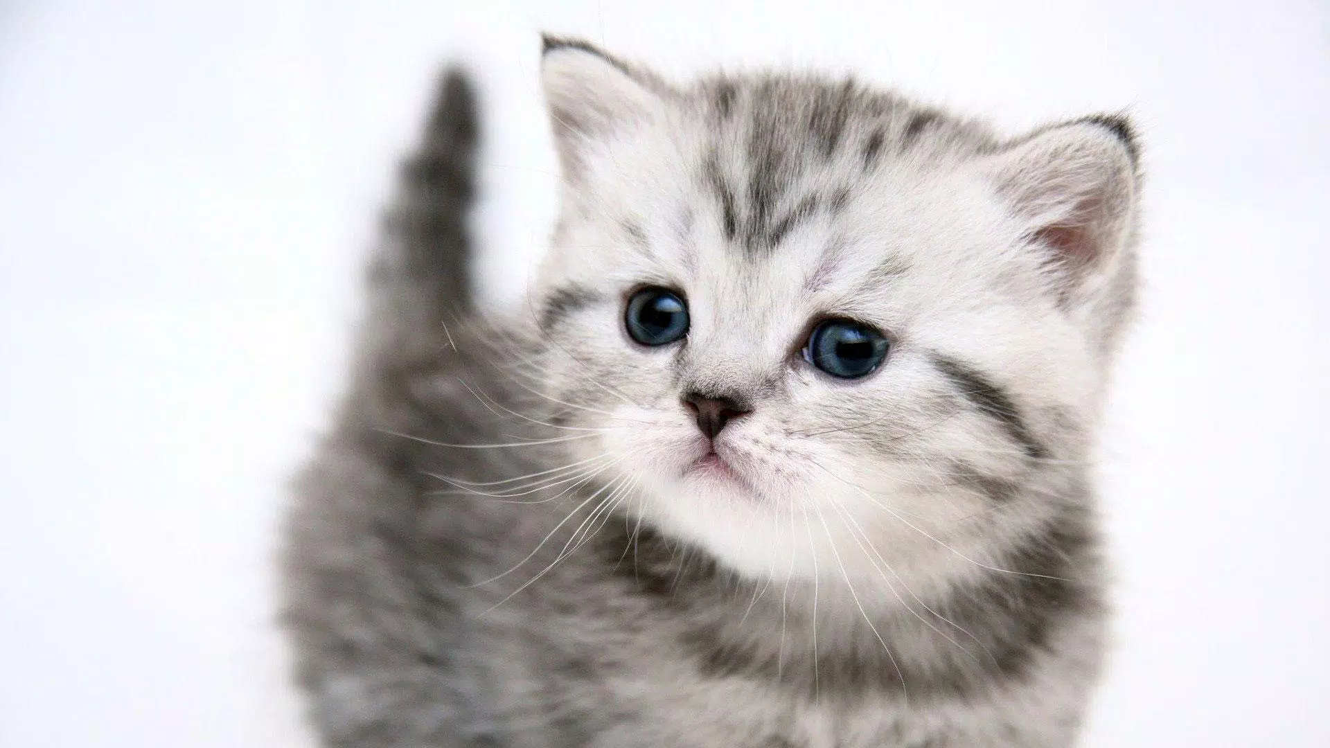 Cute Cat Wallpaper HD New APK for Android Download