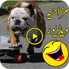 Funny Videos 图标