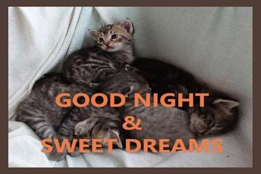 Good Night Cards For Android Apk Download