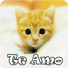 Gatitos con Frases de Amor simgesi