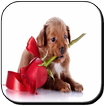 Perritos con Frases de Amor