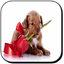 Perritos con Frases de Amor APK