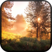 Forest Wallpaper