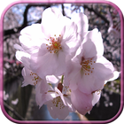 Sakura Wallpaper ikon