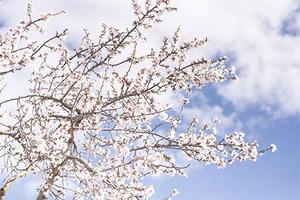 Sakura Wallpaper 海报