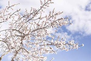 Sakura Wallpaper bài đăng