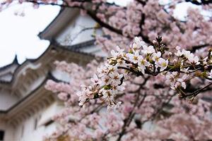 Sakura Wallpaper 截图 2