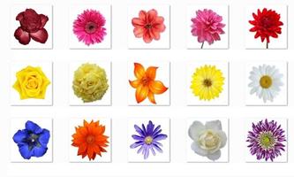 New Top Onet Flowers poster