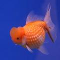 Golden Fish