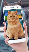 Cat On Mobile Screen Fun постер