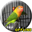 Lovebird Kusumo Ngekek Panjang