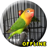 Lovebird Kusumo Ngekek Panjang ícone