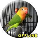 Lovebird Kusumo Ngekek Panjang APK