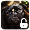 Pug Dog Screen Lock