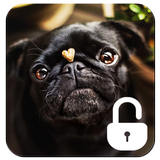 Icona Pug Dog Screen Lock