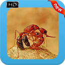 New Ant Wallpapers APK