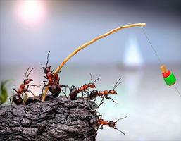 New Ant Wallpapers Affiche