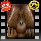 Funny Animal 2 icon