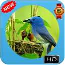 New Bird Wallpapers APK